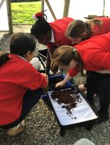 Helping the environment with our new wormery.